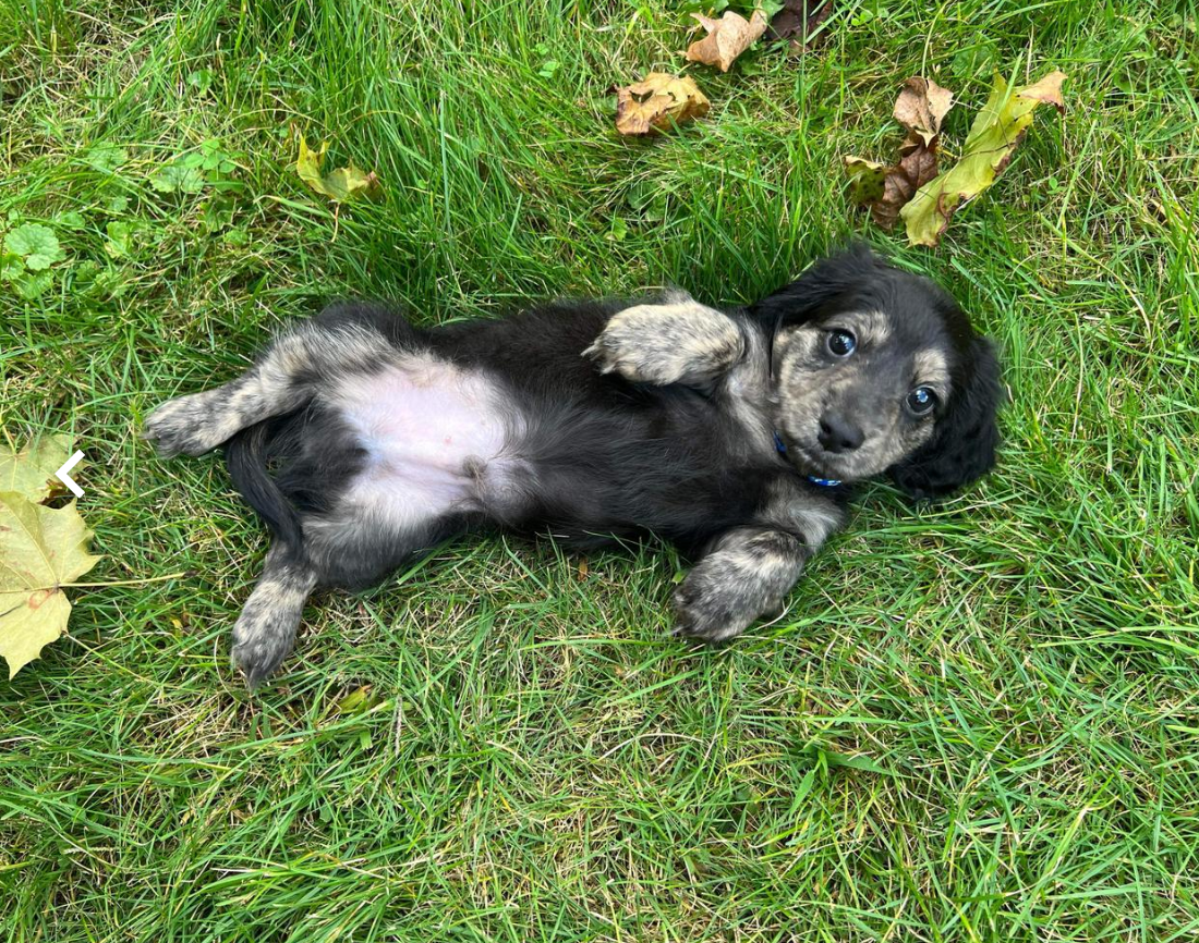 black Dachsand puppy