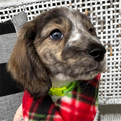 Weiner puppy wearing a scarf