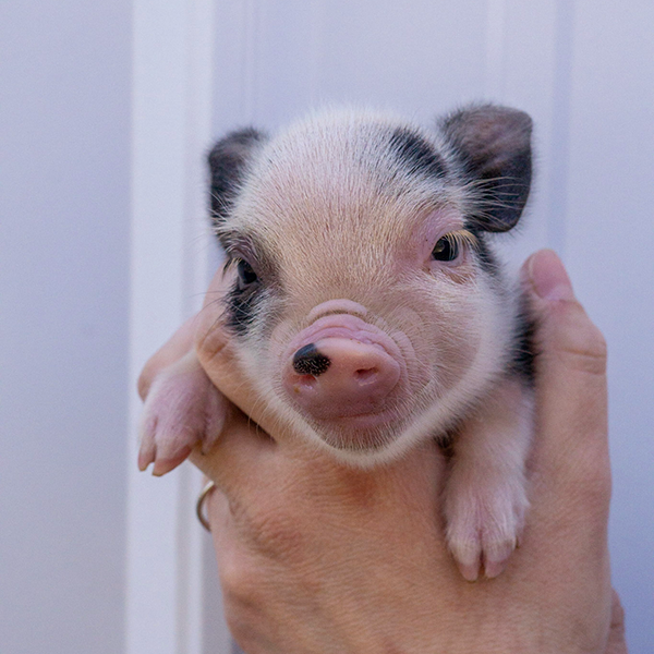 Juliana Mini Pigs