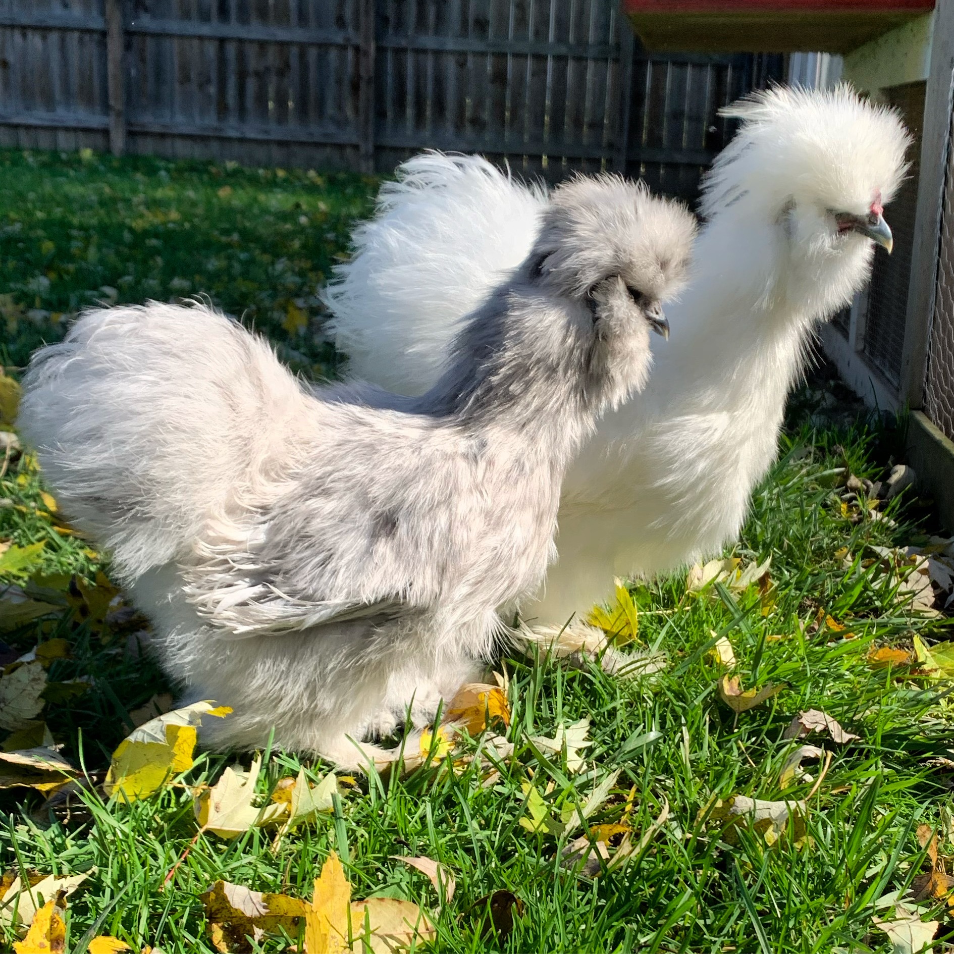 Show Quality Silkies Mulberry Meadow Farms